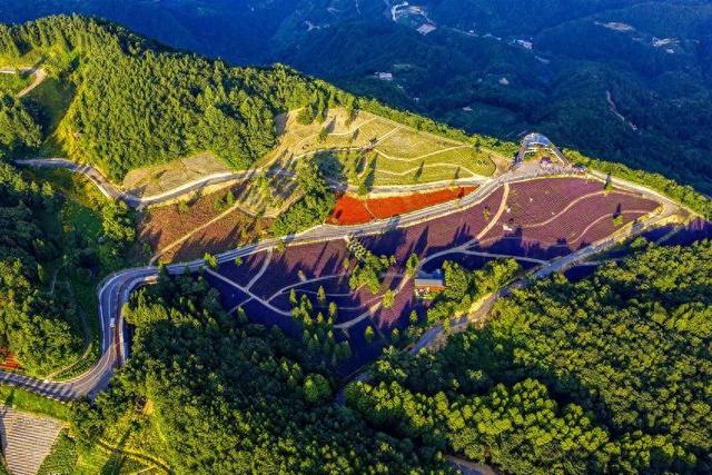 巴东野三关森林花海百花齐放 为22℃夏季“野三半马赛”助力