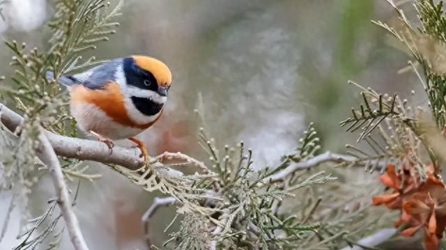 惊现，袖珍精灵