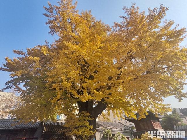 90%青岛人都不知道，市区藏着1300余岁古银杏，现在到了它最美的季节