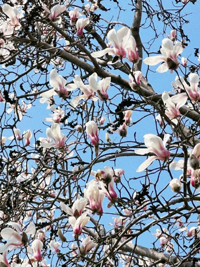 连云港春日“顶流”来啦！