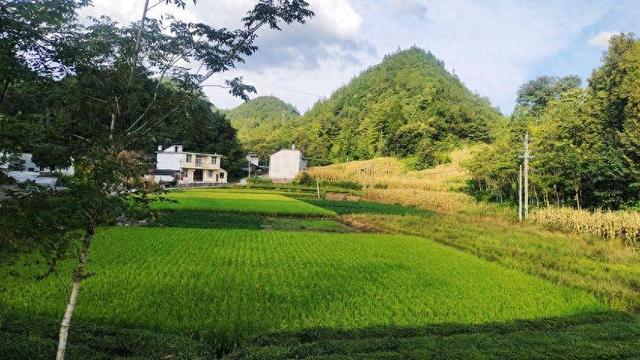 诗意太平 稻田丰光