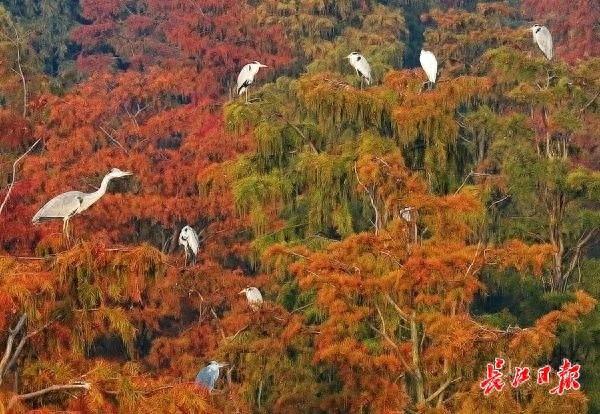 涨渡湖湿地森林公园层林尽染