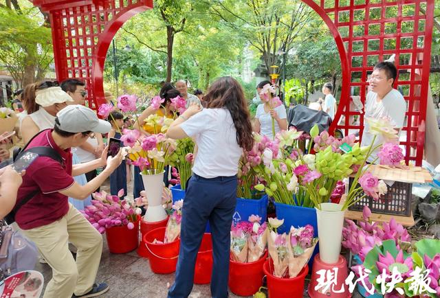 苏州荷花市集火出圈，背后有最动人的温情