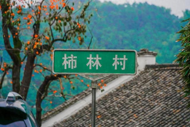 柿子挂满枝头！浙江古村的秋日盛宴，看完就想出发