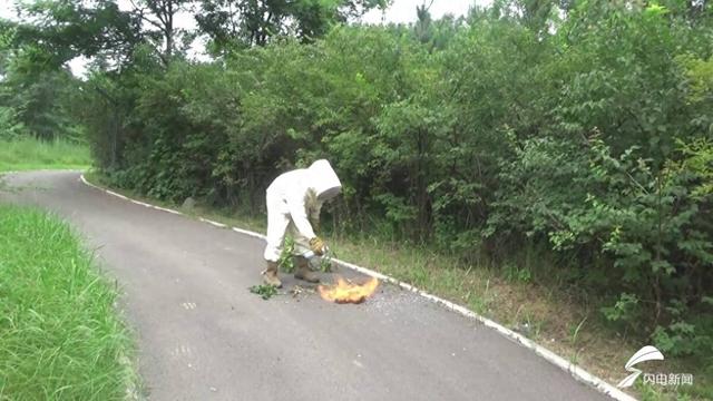 邹平：景区灌木丛现30厘米马蜂窝 消防巧施“火攻”紧急清除