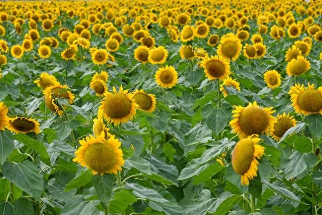 女人说自己是百合的意思是（女人主动勾你时）