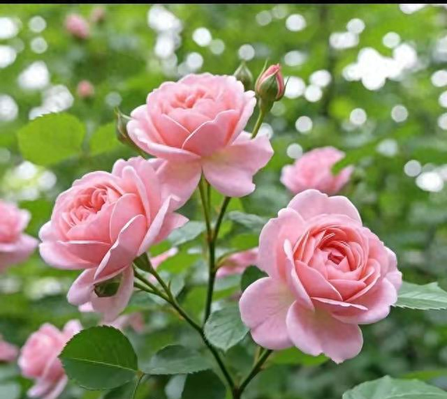 成功人生作文800字高中（老了才懂人过七十）