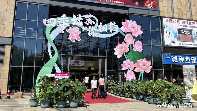 “荷”其浪漫！姑苏区开展“荷诞日”主题文化活动