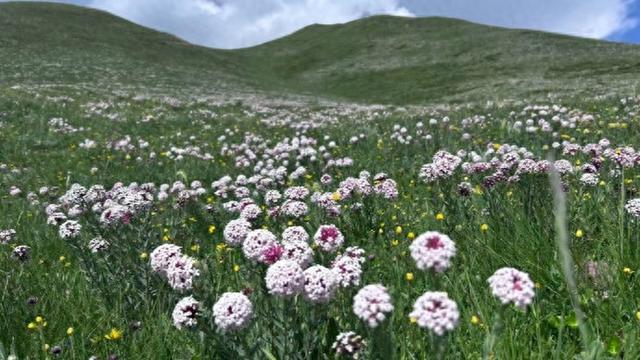 藏族少年的‘西天取经’梦启程