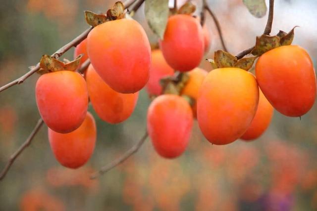 “柿柿”如意！初冬“柿”景醉游人