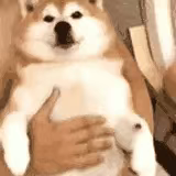元博赡
