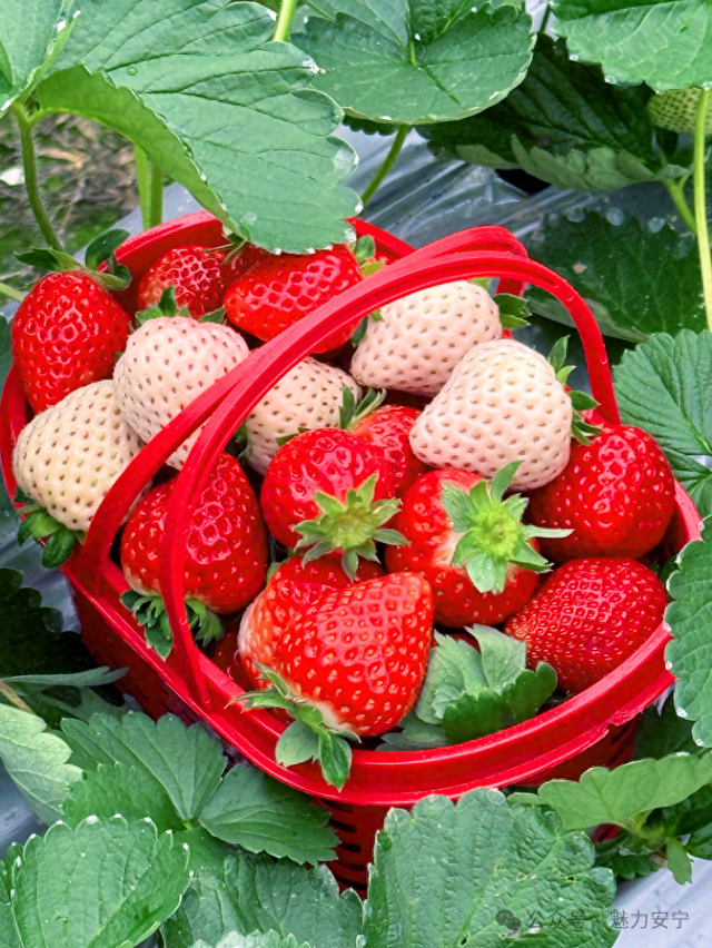 熟了熟了！周末走起！昆明采摘地图“上新”，速来eat→