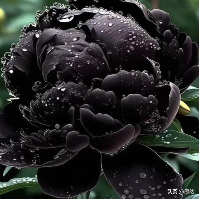 人这辈子，拼尽全力都最后图个啥？是图那口气？还是图个体面？