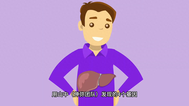 肝在什么位置（宝子们）