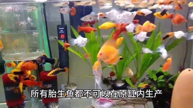 鱼苗怎么繁殖出来的（鱼苗繁殖技巧篇）