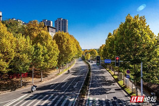 梧桐染晨光，一条路藏尽长沙的温柔