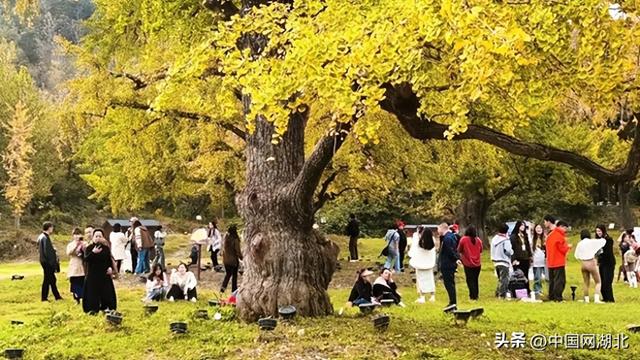 湖北随州千年银杏谷金枝节开幕