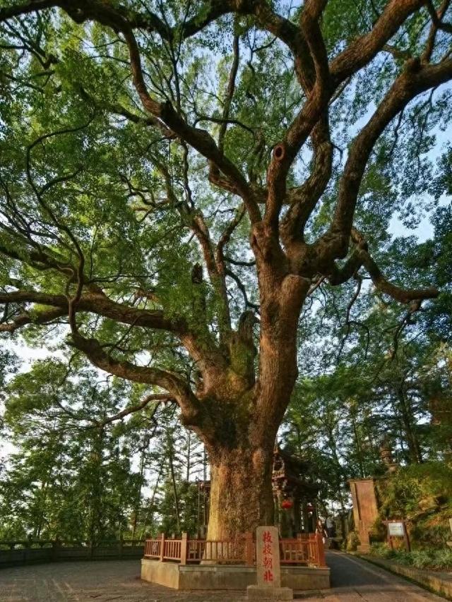 福建安溪：一树一寺两岸情 根脉传承万年青