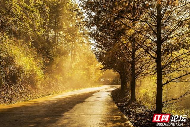 【每日一图@湖南】秋去冬来，赴一场怀化水杉林的红黄盛宴