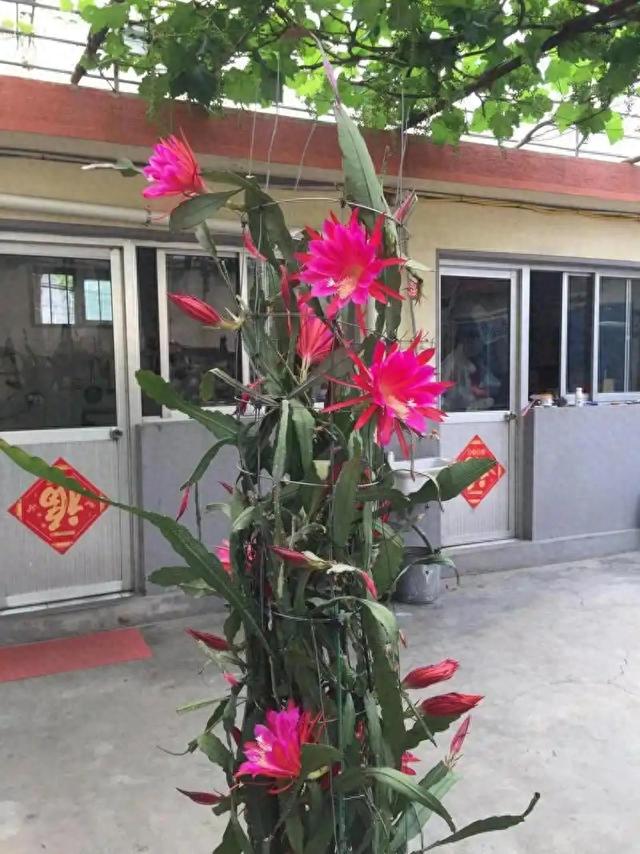dnf宠物蛇霓裳仙子（令箭荷花沙漠里的霓裳仙子）