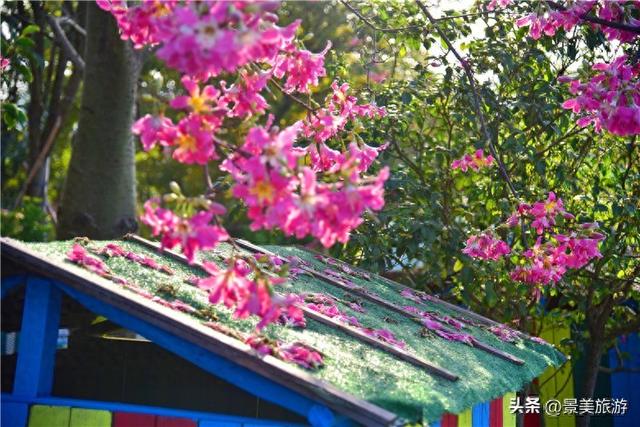 一场寒雨，卡玛缤纷花世界木棉长廊落红无数，就差一个林黛玉