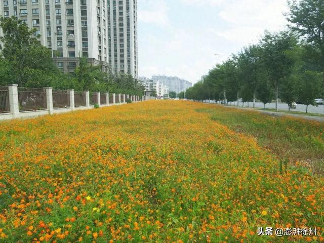 邳州：出门即是花海！