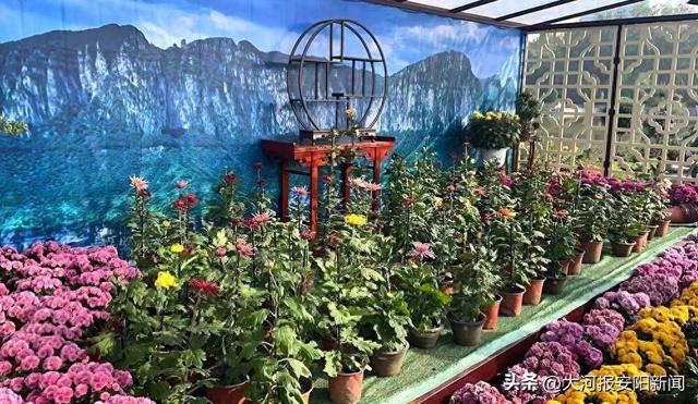 安阳第32届金秋菊展盛装启幕！万盆绽放菊花邀您共赴“醉美”之约！