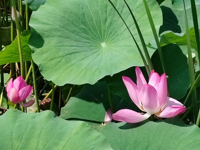 胶东农村的"马虎子"传说：比旅行更治愈，残荷边想起童年山野秘事