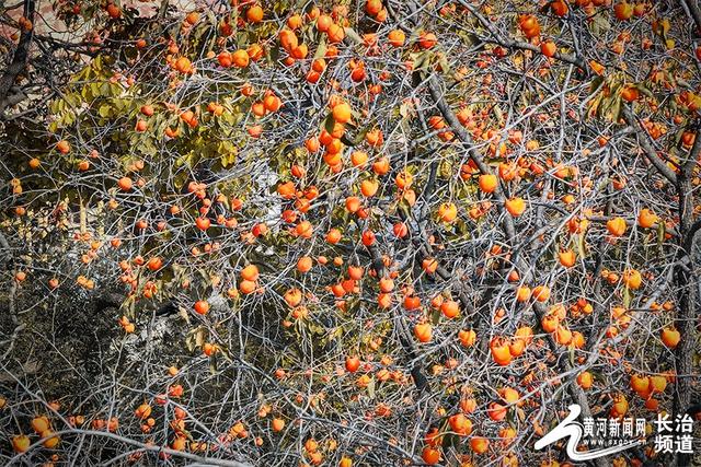 红透山间！长治老顶山“柿”意正浓