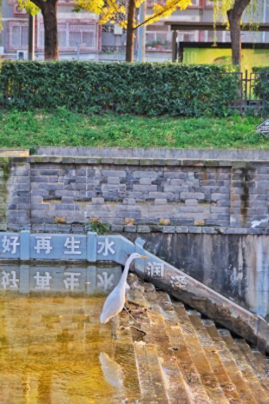 西安环城公园暖意浓 大白鹭翩跹成冬日“新景”