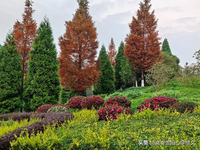 冬日里 修文县白虎山山体公园已换上五彩盛装