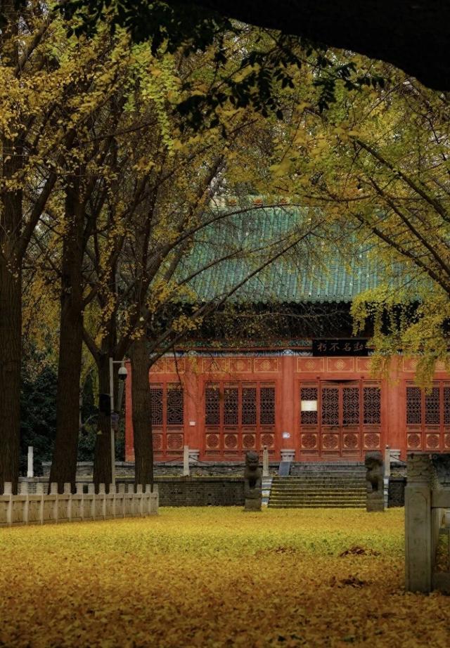 河南银杏进入“颜值巅峰”！这份捡秋攻略赶紧码住！