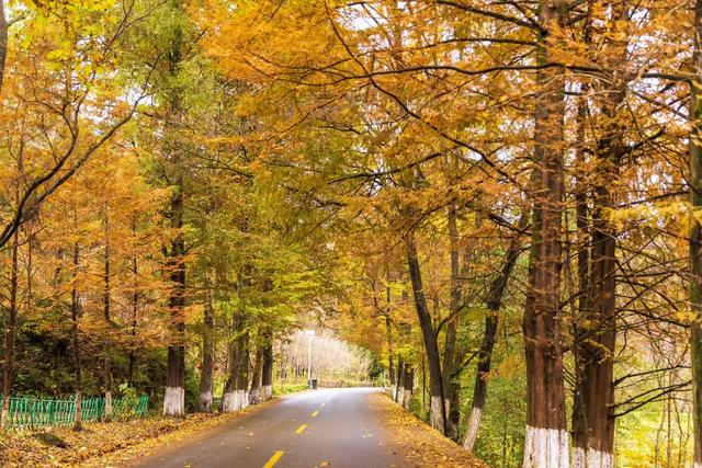 中国最美乡村公路