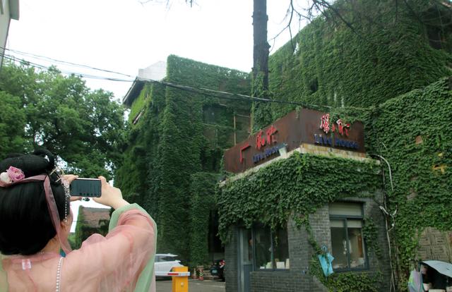 江苏苏州：绿色爬山虎为街头添景
