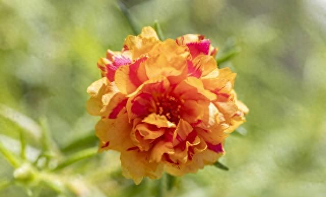 白羊座本周运势：贵人送福+桃花冒泡，但别踩冲动的坑！