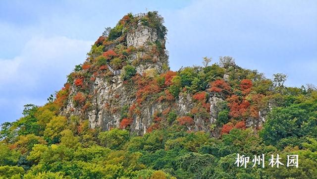 柳州市雀儿山“红”了！