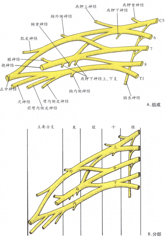 臂丛神经阻滞麻醉方式（麻醉超声技术︱超声引导下腋路臂丛神经阻滞）