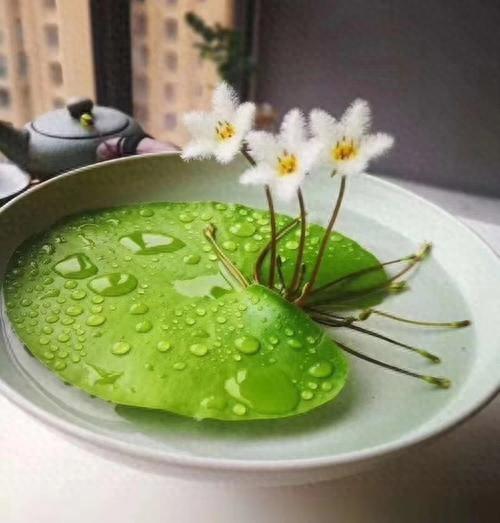 一叶莲怎么养才开花（一个水盆）