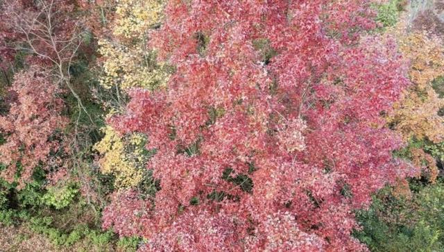 水城:枫染天门红胜火 布依古寨美如画