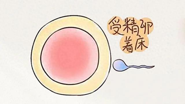 人流后为什么不来月经（揭秘怀孕后为什么不来月经）