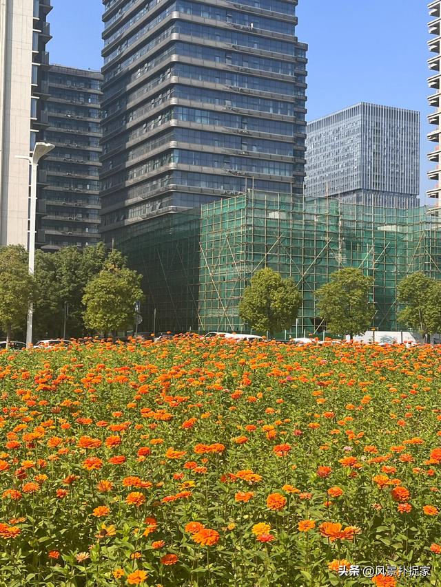 南昌马兰圩公园，七彩花海拍照太美了！