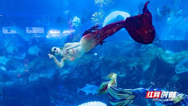 七夕浪漫升级 长沙海底世界“鲸”喜之旅见证爱情约定