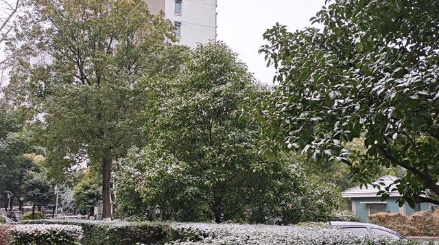 《南北雪色，皆是故乡》