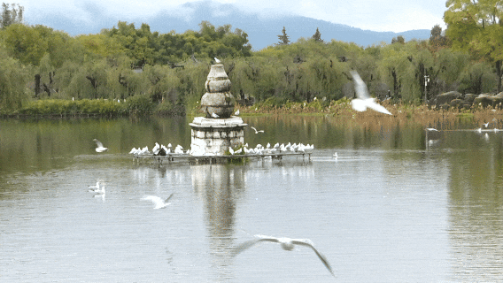 来啦来啦~红嘴鸥来大观公园啦！赏菊观鸥的快乐开始了🥰