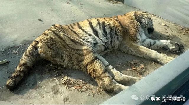 动物园老虎“饿得皮包骨”？多方回应：正常老年状态；每日食物包括5至10斤新鲜牛肉及2至3只三黄鸡