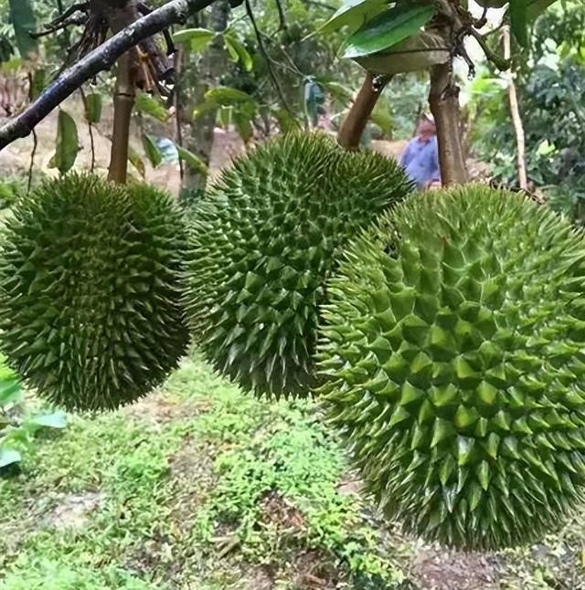 失去中国市场后，大量水果烂在地里卖不出去，才后悔“得罪”中国