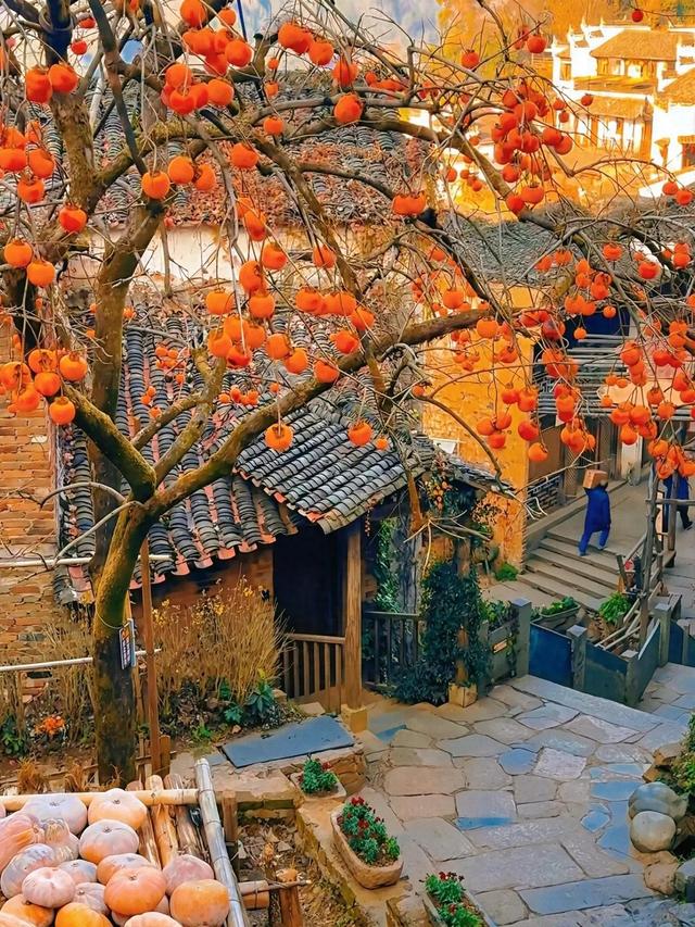 安徽一男子，因“老屋的一棵柿子树”走红，美成一幅画，好治愈吖