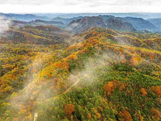 四川通江：黄柏林场红叶满坡红