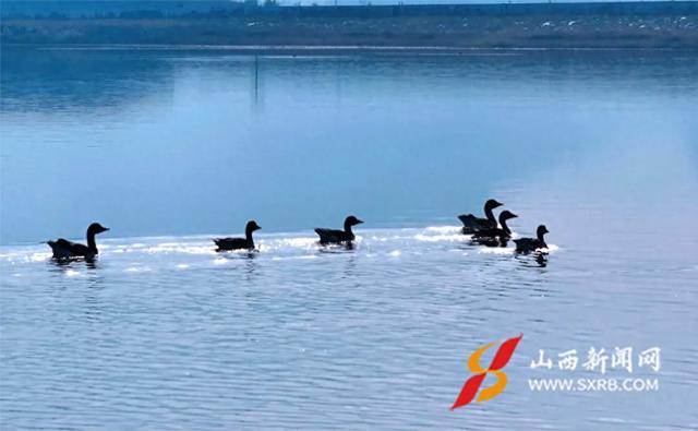 山西神溪国家湿地公园：天鹅翩跹入画来