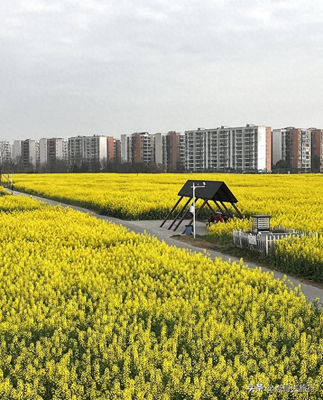 成都城区最大的油菜花田，2000亩铺天盖地般壮美，视觉非常震撼！